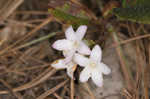 Trailing arbutus